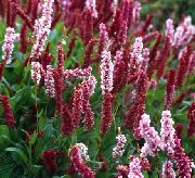 �������� ������� ����� ����� ����������� ����, �����������, ������� � ����, ������ Polygonum affine, Persicaria affinis ������