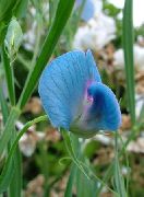 ������� ������� ����� ������� �������� ����, �����������, ������� � ����, ������ Lathyrus odoratus ������