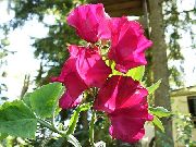 ������� ������� ����� ������� �������� ����, �����������, ������� � ����, ������ Lathyrus odoratus ������