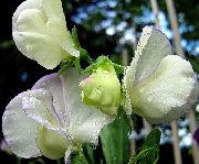 ����� ������� ����� ������� �������� ����, �����������, ������� � ����, ������ Lathyrus odoratus ������