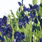 ����� ������� ����� ������� �������� ����, �����������, ������� � ����, ������ Lathyrus odoratus ������