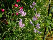 ��������� ������� ����� ������� �������� ����, �����������, ������� � ����, ������ Lathyrus odoratus ������