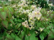 ����� ������� ����� ������� ����, �����������, ������� � ����, ������ Epimedium  ������