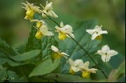 ������ ������� ����� ������� ����, �����������, ������� � ����, ������ Epimedium  ������