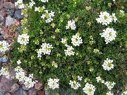��������� Hutchinsia alpina 