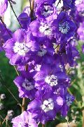 ���������� ������� ����� ���������� ����, �����������, ������� � ����, ������ Delphinium  ������