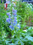 ���������� Delphinium 