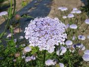 �������� Didiscus 