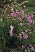 ��������� ������� ����� ������� ����, �����������, ������� � ����, ������ Dierama ������