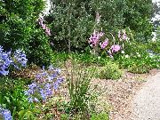 ������� Dierama