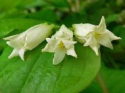 ����� ������� ����� �������� ����, �����������, ������� � ����, ������ Disporum  ������