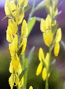 ������ ������� ����� ���� ����������� ����, �����������, ������� � ����, ������ Genista tinctoria ������