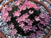 ������� ������� ����� �������� ����, �����������, ������� � ����, ������ Douglasia  ������