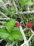 Дюшенея индийская Duchesnea indica