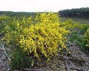 ������ ������� ����� �������� ����, �����������, ������� � ����, ������ Sarothamnus scoparius ������