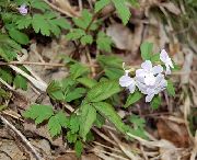 ����� ������� ����� ������� (��������) ����, �����������, ������� � ����, ������ Dentaria, Cardamine ������