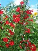 ������� ������� ����� ��������� ����, �����������, ������� � ����, ������ Ipomopsis  ������