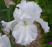 ����� ������� ����� ���� ��������� ����, �����������, ������� � ����, ������ Iris barbata ������