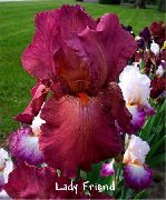 �������� ������� ����� ���� ��������� ����, �����������, ������� � ����, ������ Iris barbata ������