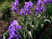 ���������� ������� ����� ���� ��������� ����, �����������, ������� � ����, ������ Iris barbata ������