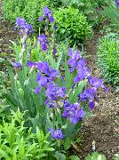 ����� ������� ����� ���� ��������� ����, �����������, ������� � ����, ������ Iris barbata ������