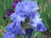 ������� ������� ����� ���� ��������� ����, �����������, ������� � ����, ������ Iris barbata ������