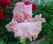 ������� ������� ����� ���� ��������� ����, �����������, ������� � ����, ������ Iris barbata ������