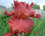 ������� ������� ����� ���� ��������� ����, �����������, ������� � ����, ������ Iris barbata ������