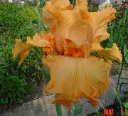 ��������� ������� ����� ���� ��������� ����, �����������, ������� � ����, ������ Iris barbata ������