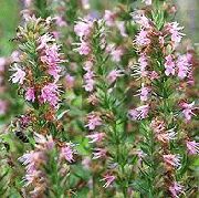 ������� ������� ����� ����� ����, �����������, ������� � ����, ������ Hyssopus officinalis  ������