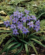 ��������� ������� ����� ������ ����, �����������, ������� � ����, ������ Ipheion  ������