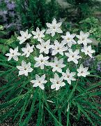 ����� ������� ����� ������ ����, �����������, ������� � ����, ������ Ipheion  ������