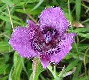 ��������� ������� ����� ���������� ����, �����������, ������� � ����, ������ Calochortus  ������