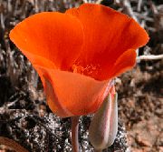 ������� ������� ����� ���������� ����, �����������, ������� � ����, ������ Calochortus  ������