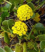 ������ ������� ����� ������� ����, �����������, ������� � ����, ������ Abronia ������