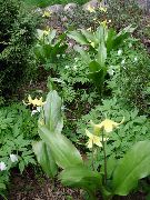 ������ ������� ����� ���������� (������) ����, �����������, ������� � ����, ������ Erythronium  ������