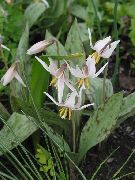 ����� ������� ����� ���������� (������) ����, �����������, ������� � ����, ������ Erythronium  ������