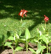 Канна Canna