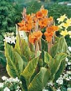 ��������� ������� ����� ����� ����, �����������, ������� � ����, ������ Canna  ������