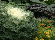 Капуста декоративная Brassica oleracea