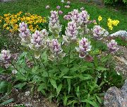 ��������� ������� ����� ��������� ����, �����������, ������� � ����, ������ Castilleja  ������