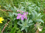 ������� ������� ����� ������ ����, �����������, ������� � ����, ������ Epilobium  ������