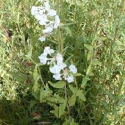 ����� ������� ����� �������  ����, �����������, ������� � ����, ������ Clarkia ������