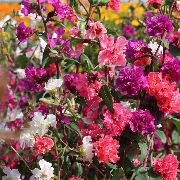 ������� ������� ����� �������  ����, �����������, ������� � ����, ������ Clarkia ������