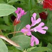 ������� ������� ����� �������  ����, �����������, ������� � ����, ������ Clarkia ������