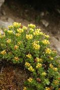 ������ ������� ����� ������� ����, �����������, ������� � ����, ������ Rhodiola  ������
