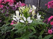 ����� ������� ����� ������ ����, �����������, ������� � ����, ������ Cleome  ������