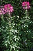 ������� ������� ����� ������ ����, �����������, ������� � ����, ������ Cleome  ������