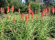 ������� ������� ����� �������� (�������) ����, �����������, ������� � ����, ������ Kniphofia  ������