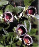 �������� ������� ����� ����� ����, �����������, ������� � ����, ������ Cobaea scandens ������